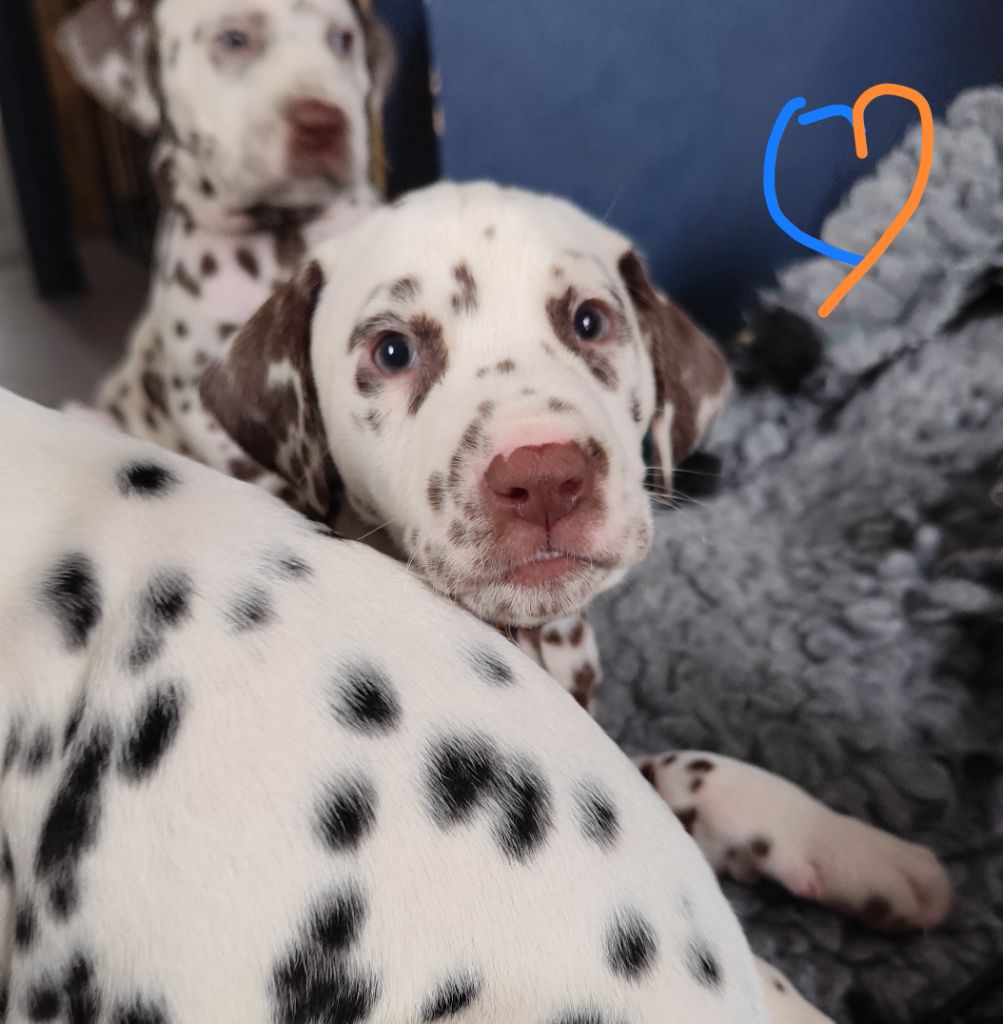 Du Royaume Alpin - Chiots disponibles - Dalmatien