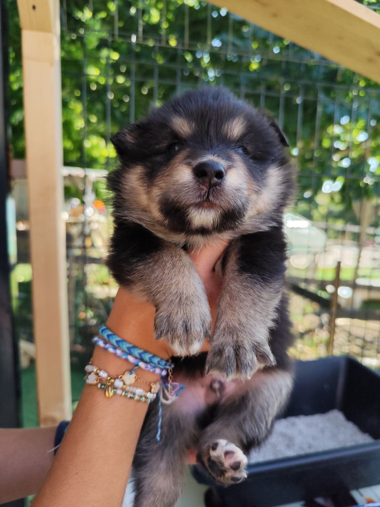 Du Royaume Alpin - Chiots disponibles - Chien finnois de Laponie