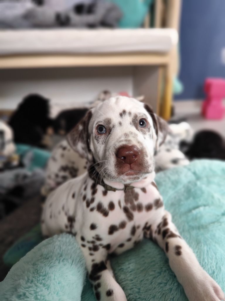 Du Royaume Alpin - Chiots disponibles - Dalmatien