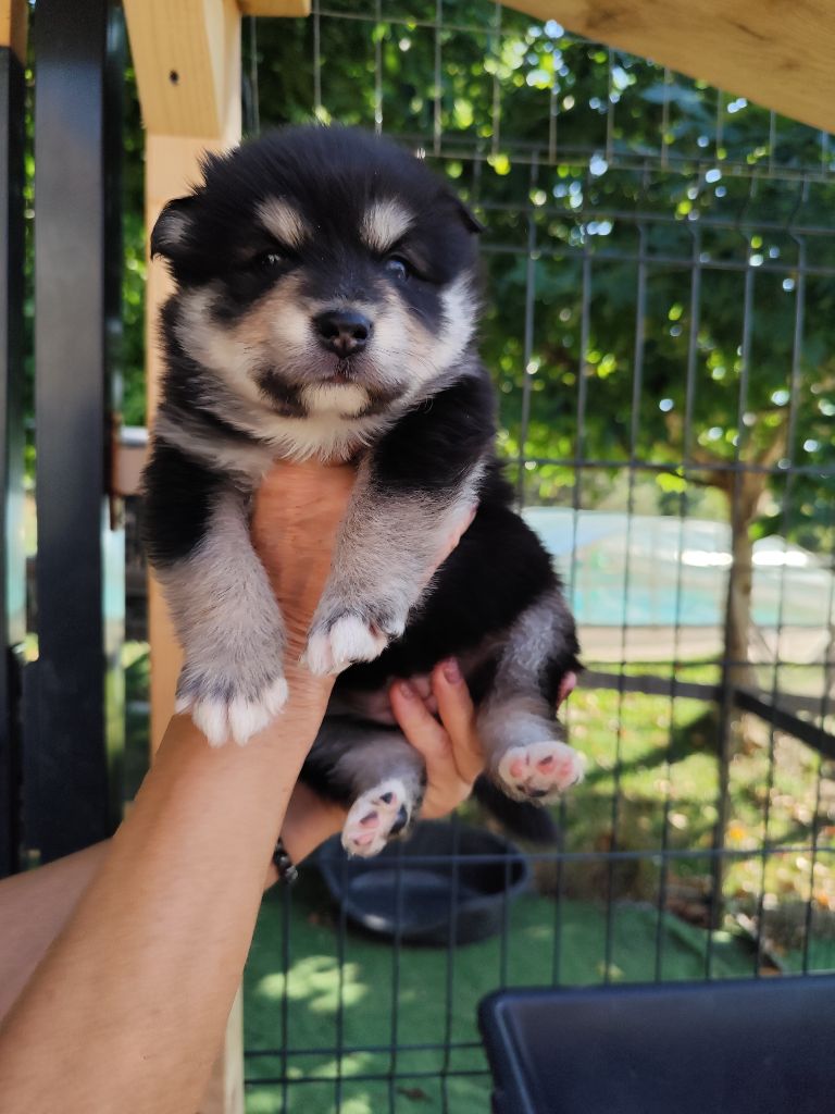 Du Royaume Alpin - Chiots disponibles - Chien finnois de Laponie