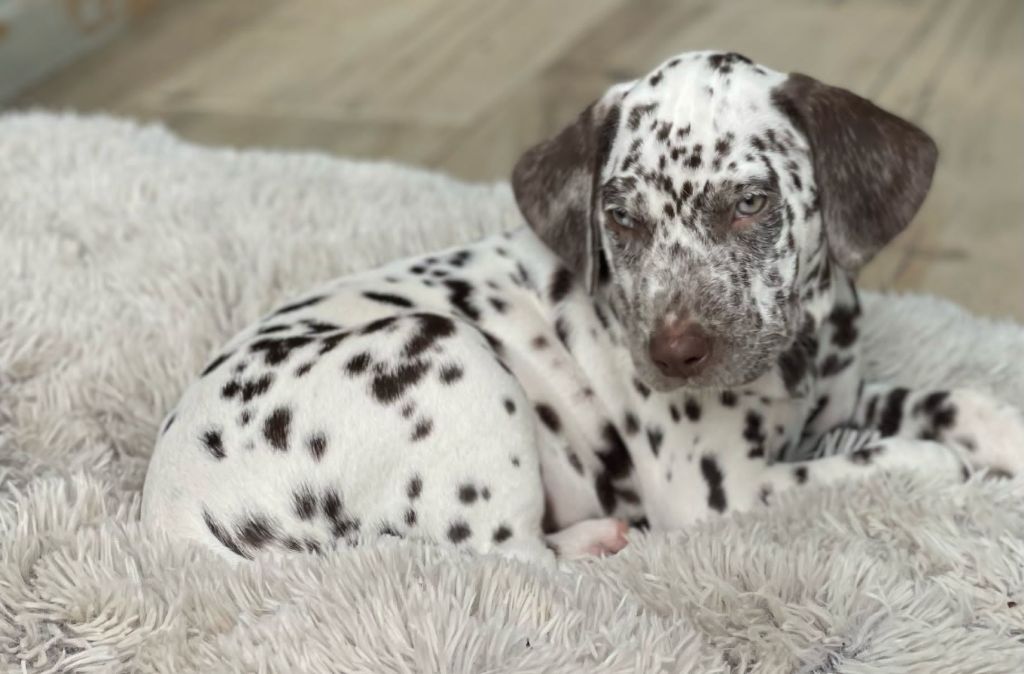 Du Royaume Alpin - Chiots disponibles - Dalmatien