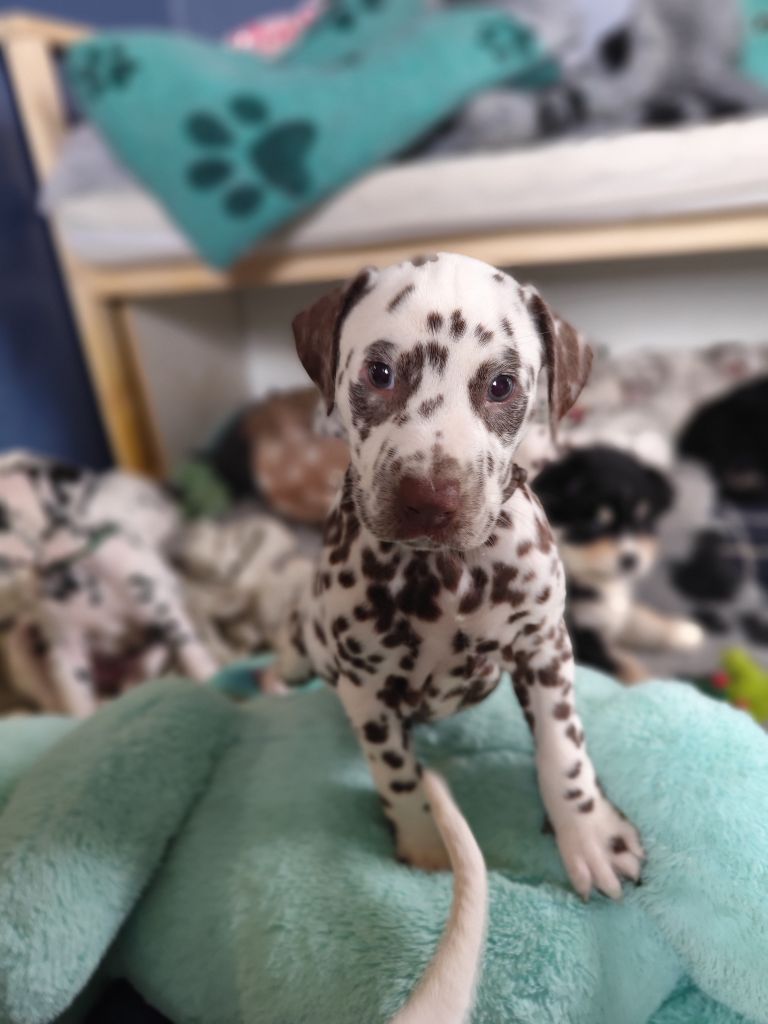 Du Royaume Alpin - Chiots disponibles - Dalmatien