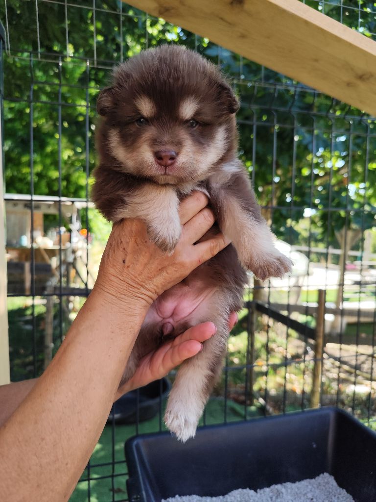 Du Royaume Alpin - Chiots disponibles - Chien finnois de Laponie
