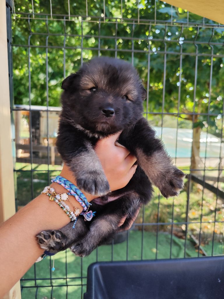 Du Royaume Alpin - Chiots disponibles - Chien finnois de Laponie