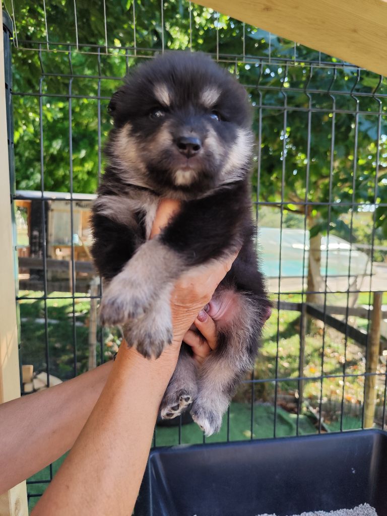 Du Royaume Alpin - Chiots disponibles - Chien finnois de Laponie
