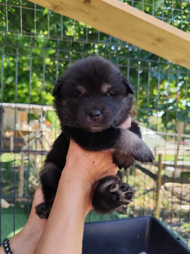 Du Royaume Alpin - Chiots disponibles - Chien finnois de Laponie