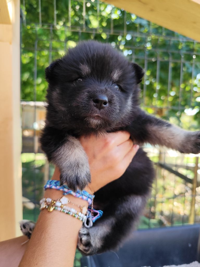 Du Royaume Alpin - Chiots disponibles - Chien finnois de Laponie